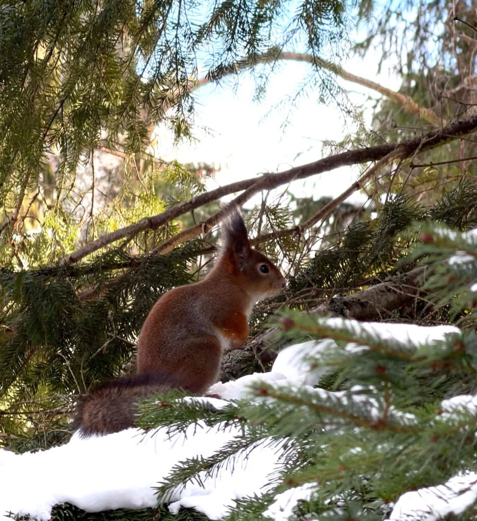 Orav ÜLo puu otsas